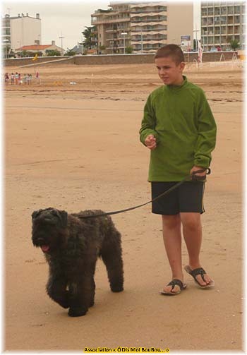 Bouvier des Flandres Association &Ocirc; Dis Moi BouBou